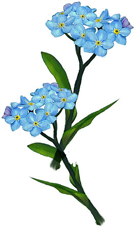 蓝色花卉素材
