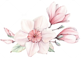 手绘粉色花朵玉兰花