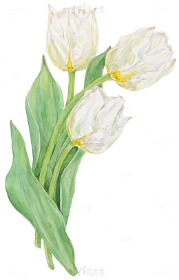 手绘水彩白色郁金香