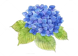 手绘创意蓝色绣球花免抠图