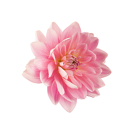 粉色菊花