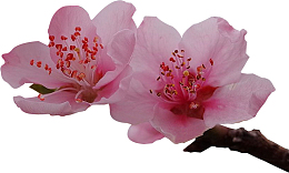 一枝桃花
