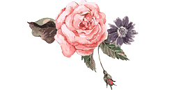 水彩彩绘粉色牡丹花