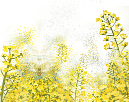春天风景插画手绘油菜花插图