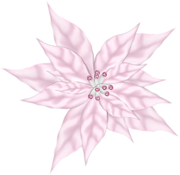 粉色昙花