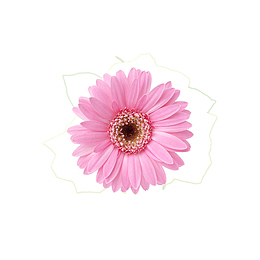 鲜花 花朵 花儿素材