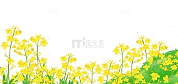 黄色小清新油菜花