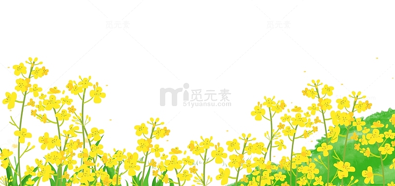 黄色小清新油菜花