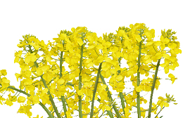 春天小清新黄色油菜花