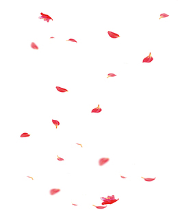 精美散落的花瓣免抠素材
