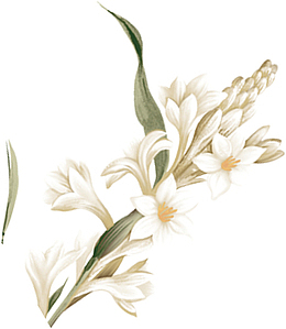 手绘美丽的百合花