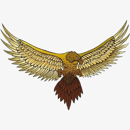 展翅的海雕全身图片