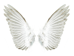 一对白色的翅膀