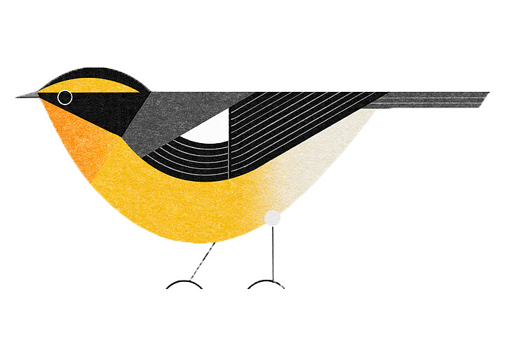 黑黄色可爱手绘黄鹂鸟