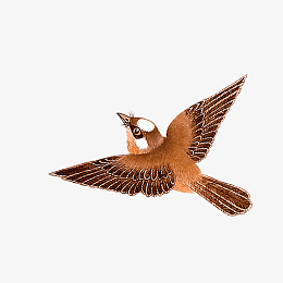 png飞翔的麻雀免抠图pngpng水彩小鸟分割线pngaipng卡通麻雀矢量图