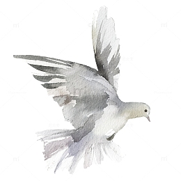 手绘飞翔的鸽子免抠图