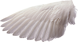 卡通手绘一个翅膀