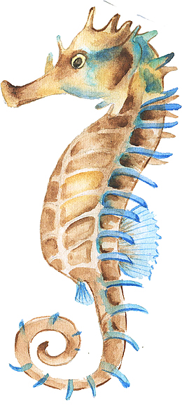 手绘卡通海洋生物海马