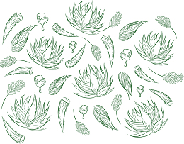 矢量图水彩芦荟壁纸