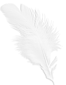 洁白的羽毛