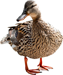 家禽水鸭鸭子动物