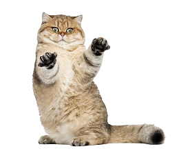 可爱小猫咪