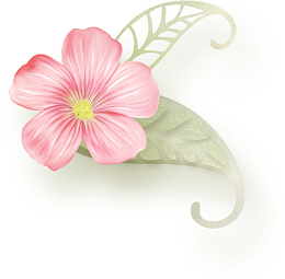 手绘粉色长春花