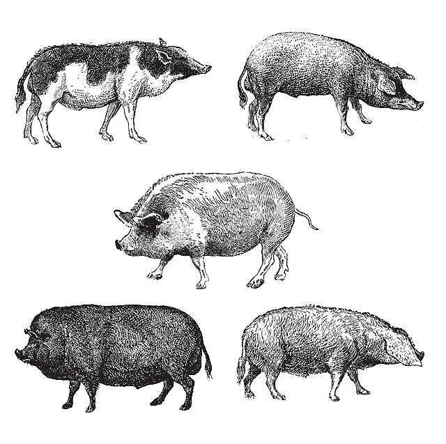 手绘不同种类的猪