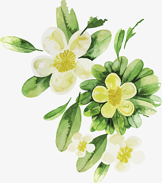 栀子花图片_栀子花素材_觅元素