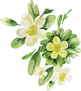 栀子花手绘精美工艺