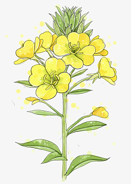 油菜花瓣免抠png