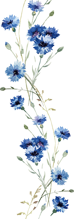 水彩画兰花矢量