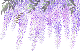 手绘淡紫色藤萝花