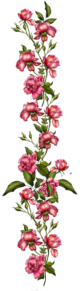 手绘水彩红色蔷薇花