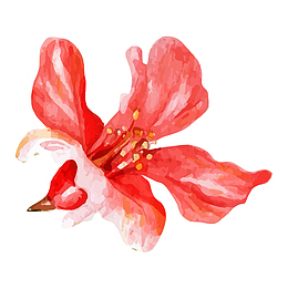 手绘红石花