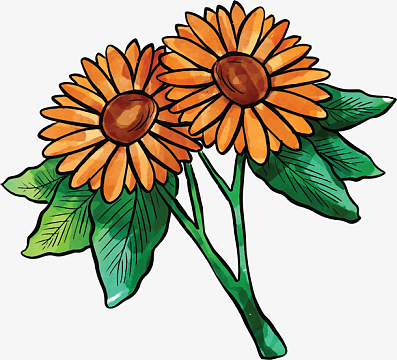 雏菊手绘素材_雏菊手绘图片元素-觅元素