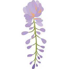手绘槐花