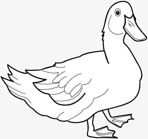 灰色鸭子卡通图图片