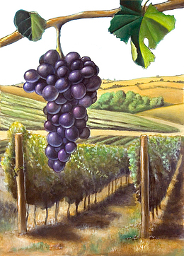 创意可爱装饰手绘葡萄园免抠图