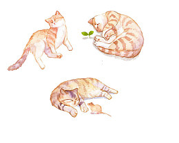 慵懒猫咪