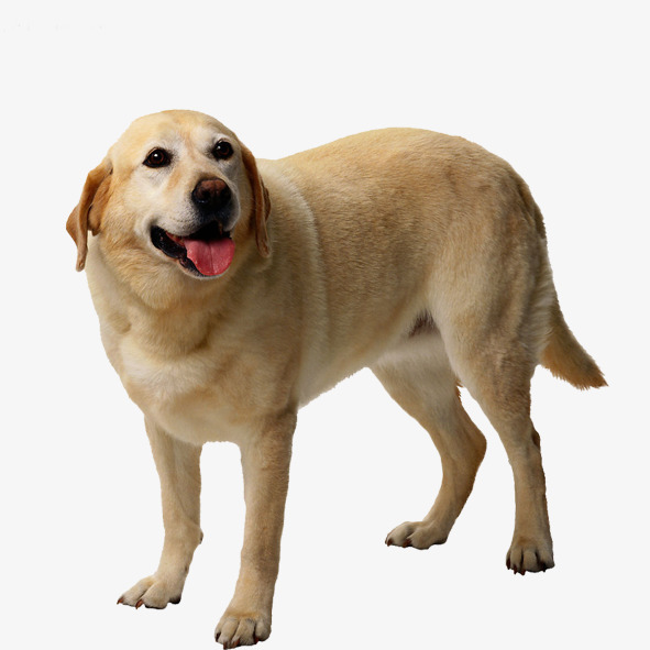 宠物素材免费下载_觅元素