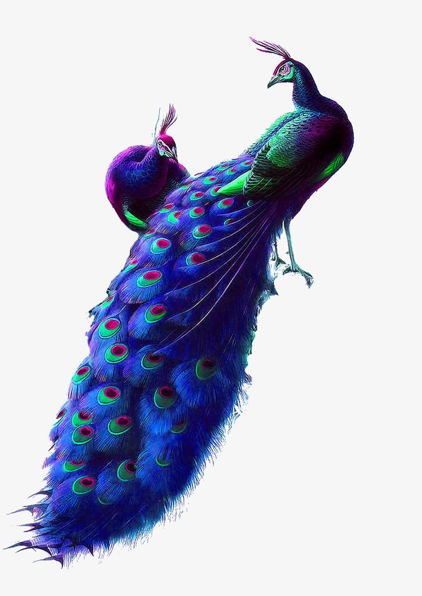 蓝色清新孔雀装饰图案