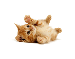 可爱小猫