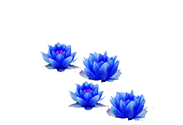 蓝莲花