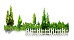 公园树木春天柏树