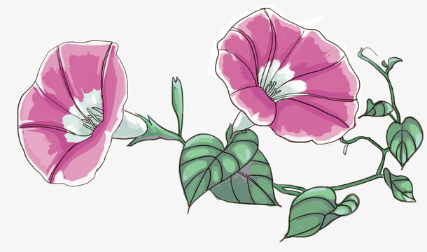 彩绘装饰牵牛花素材