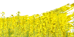 小清新油菜花花海