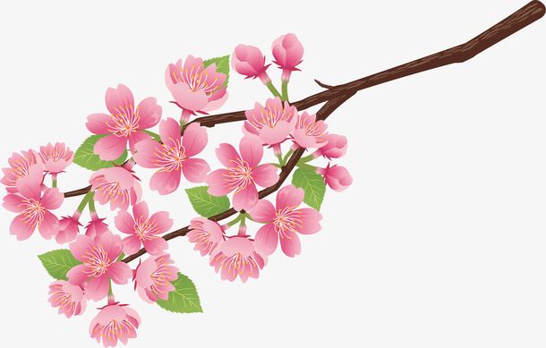 粉色美丽春季花枝免抠素材免费下载_觅元素51yuansu.com