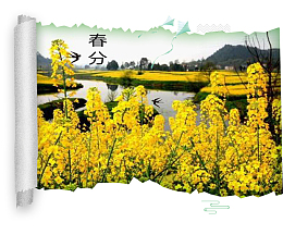 二十四节气之春分油菜花画卷插画