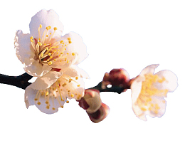 一支桃花出墙来